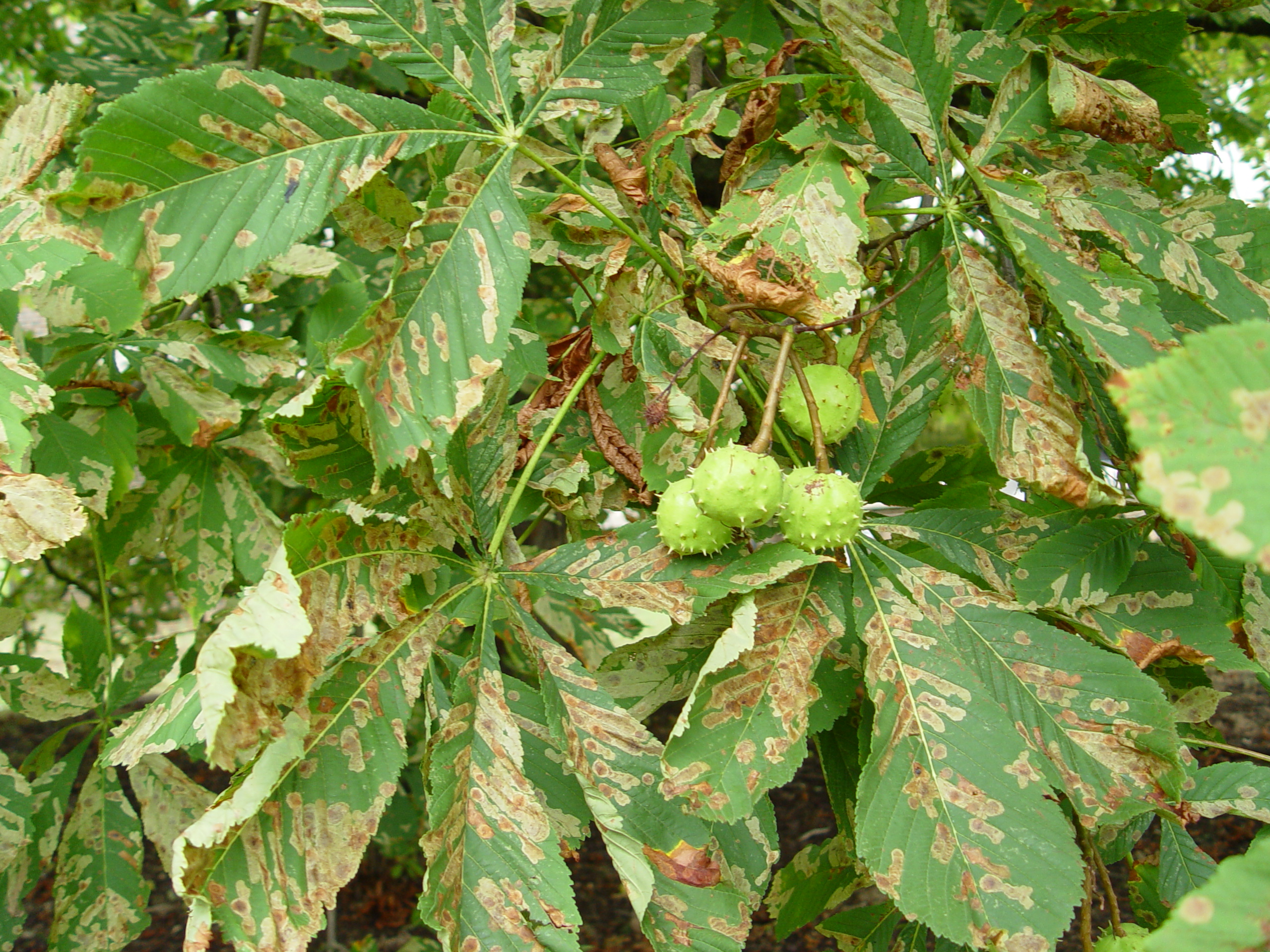 How to control horse chestnut leaf miner