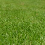 tree-planting-packages-2016-17