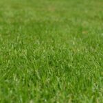 Turf-care survey by the Grounds Management Association