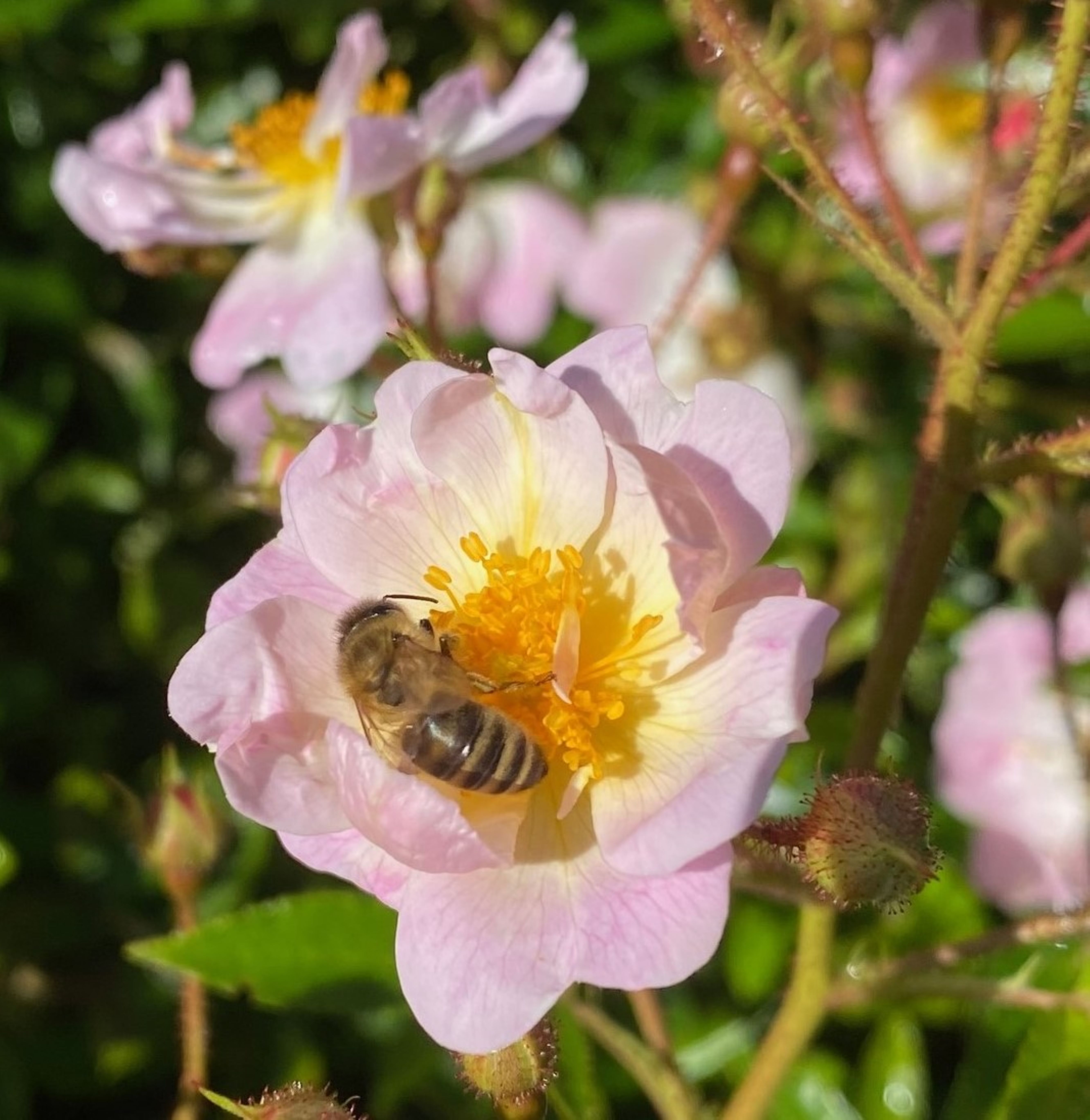 Lens roses clinch Pollinator award at Rochford International Rose Trials (RIRT) Awards Day