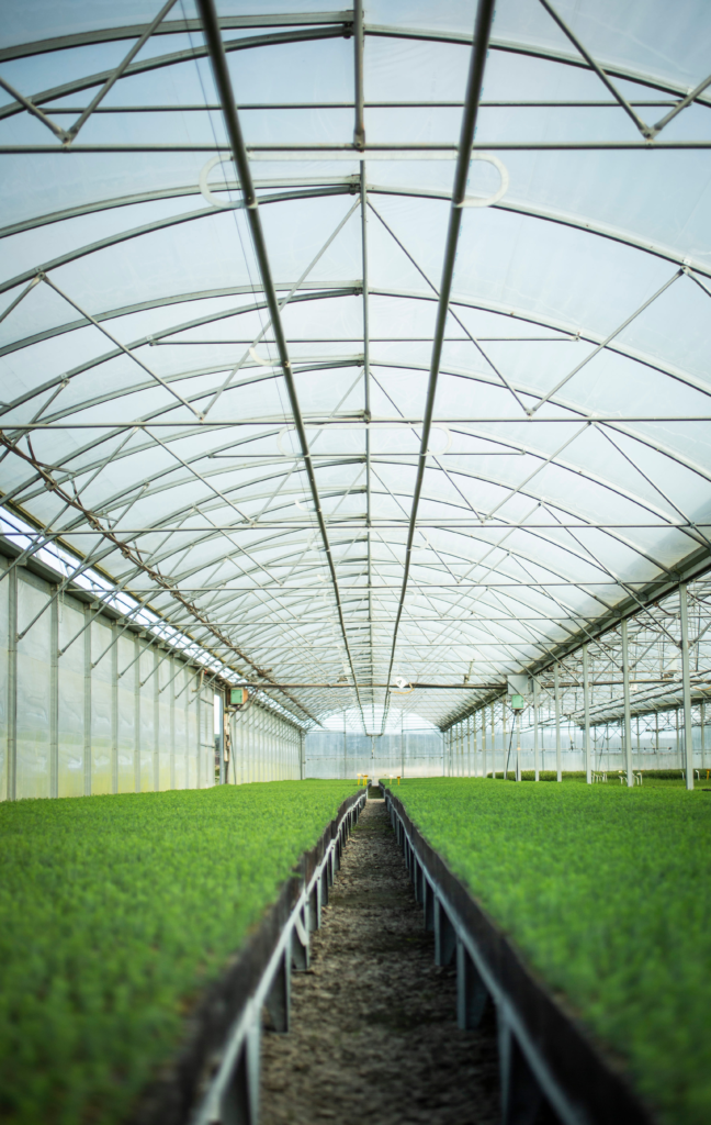 Cheviot Trees Announces Land Acquisition to Drive Forward Expansion in Cell Grown Stock