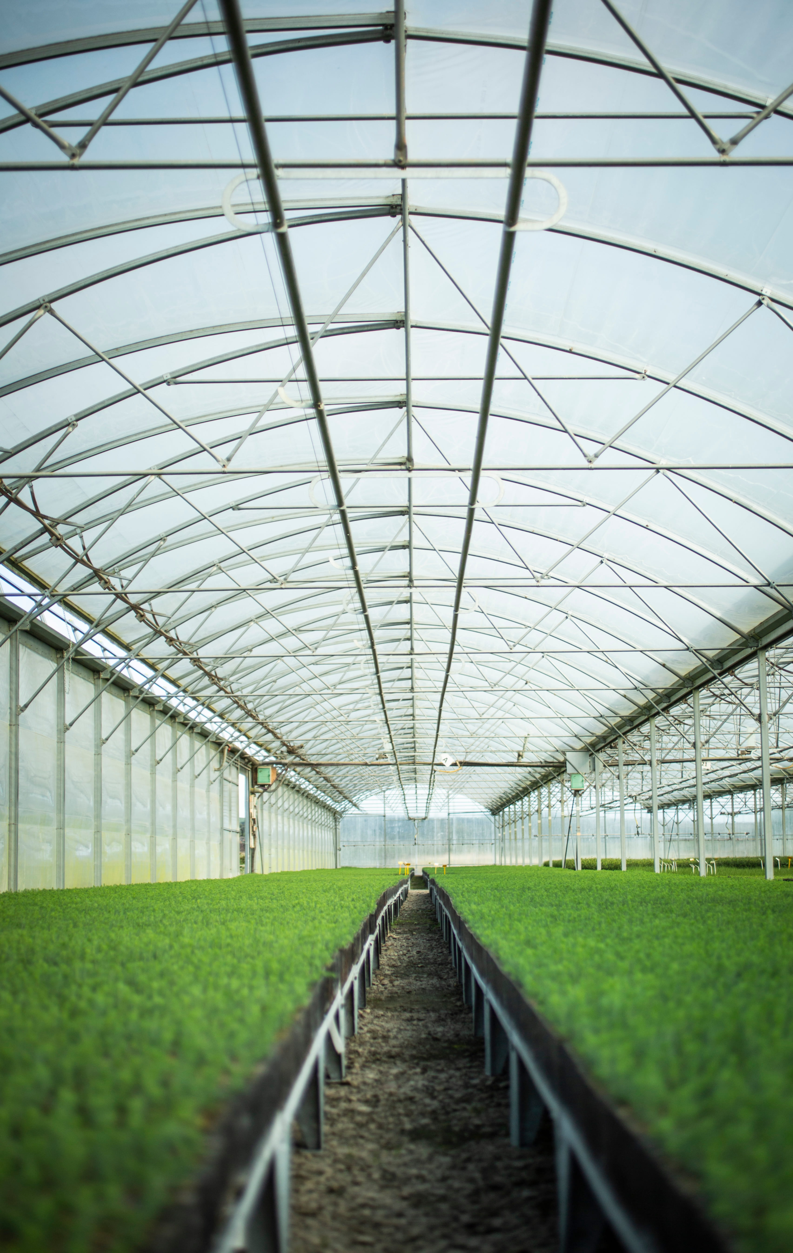 Cheviot Trees Announces Land Acquisition to Drive Forward Expansion in Cell Grown Stock