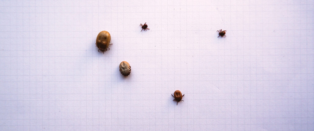 Stay Vigilant - It's Tick Season