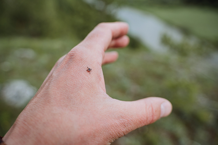 Stay Vigilant - It's Tick Season