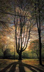 Developing A Tree Strategy For The Urban Realm