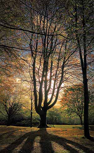 Developing A Tree Strategy For The Urban Realm