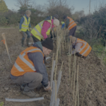 Almost 4,000 Hedgerow Volunteers Bring Charity In Touching Distance Of 100-Mile Centenary Target