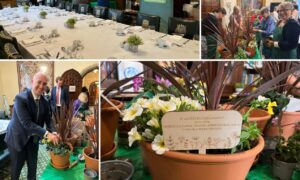 Chelsea comes to Westminster as Parliamentarians get hands-on with horticulture