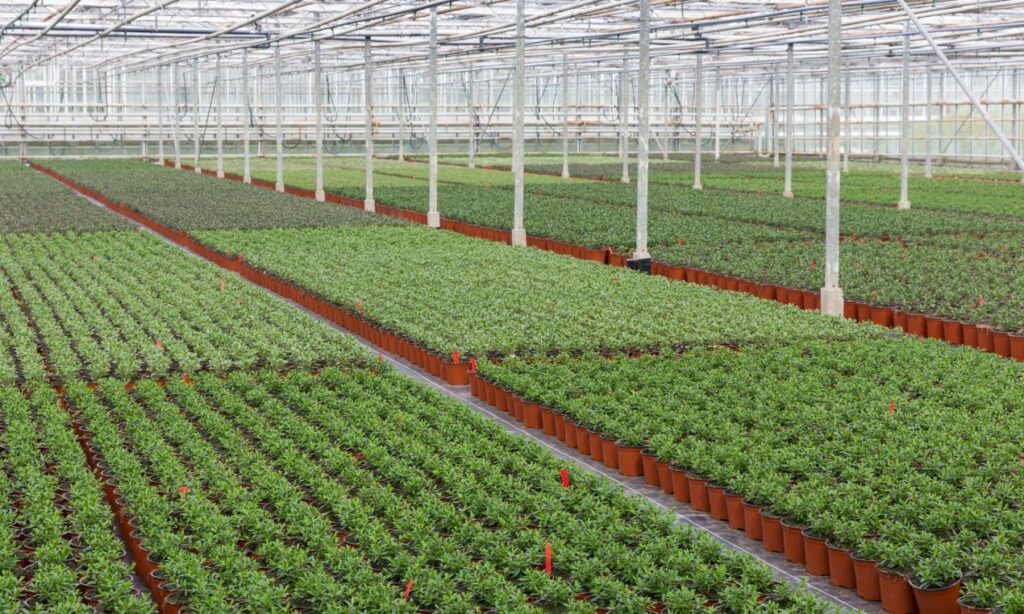 HTA & BOA Announce New Grant Scheme To Benefit UK Environmental Horticulture Production