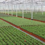 HTA & BOA Announce New Grant Scheme To Benefit UK Environmental Horticulture Production