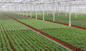 HTA & BOA Announce New Grant Scheme To Benefit UK Environmental Horticulture Production