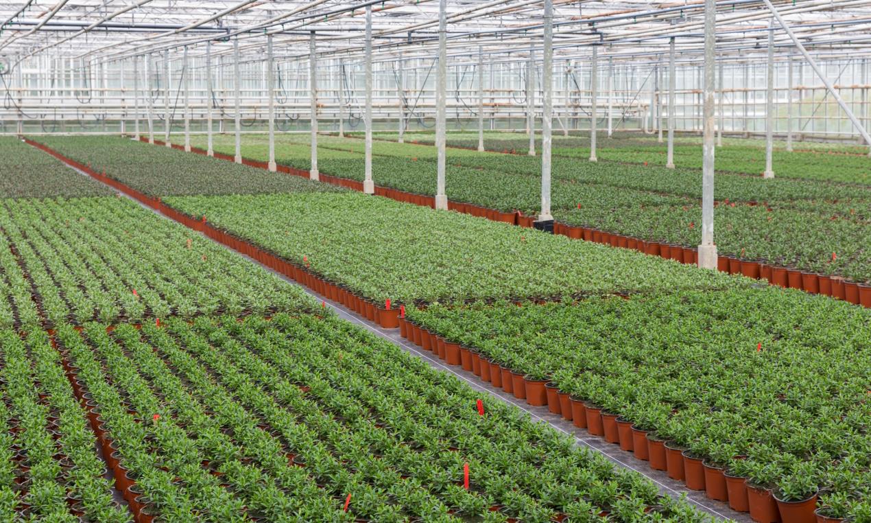 HTA & BOA Announce New Grant Scheme To Benefit UK Environmental Horticulture Production
