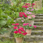 Bring Your Garden To Life With Charming Floral Combinations