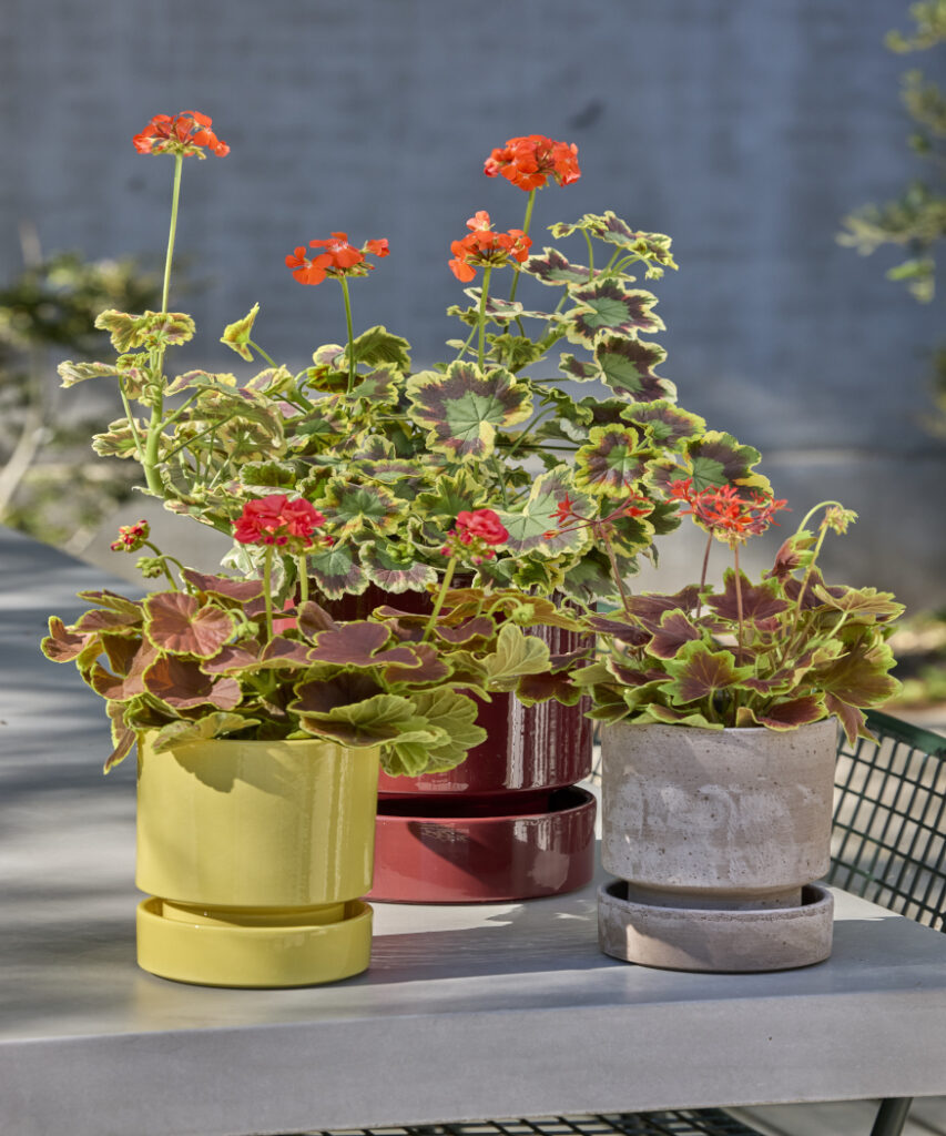 Bring Your Garden To Life With Charming Floral Combinations