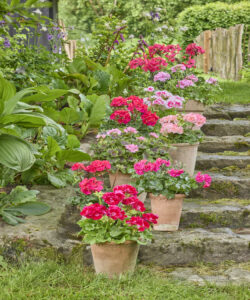 Bring Your Garden To Life With Charming Floral Combinations