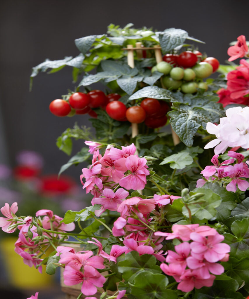 Bring Your Garden To Life With Charming Floral Combinations