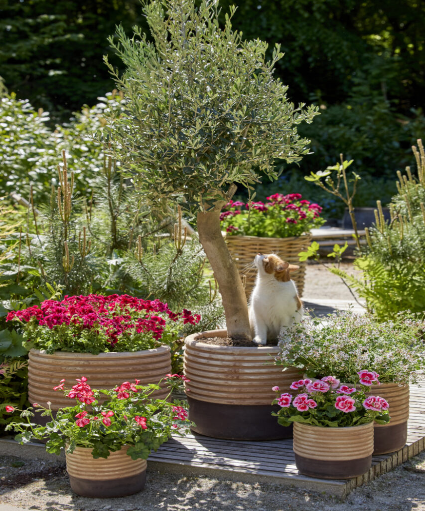 Bring Your Garden To Life With Charming Floral Combinations