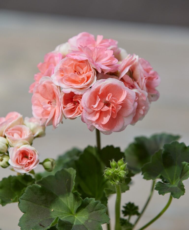 Bring Your Garden To Life With Charming Floral Combinations