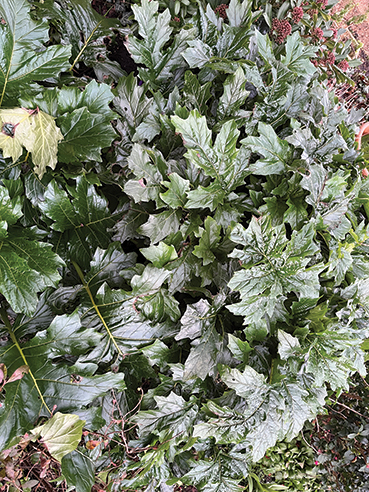 Creating Floral Drama In Public Spaces