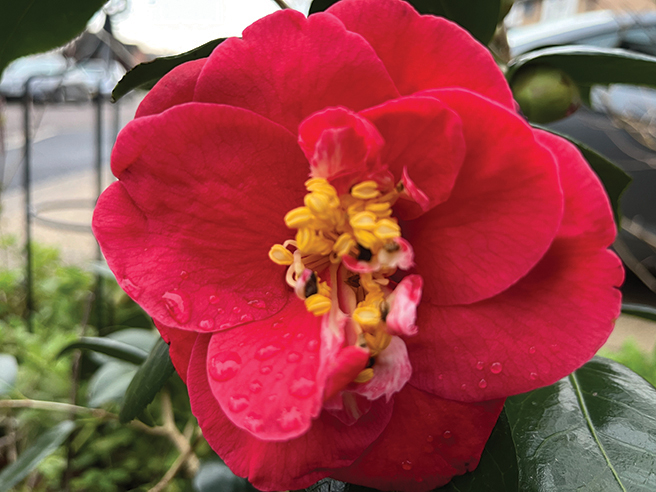 Creating Floral Drama In Public Spaces