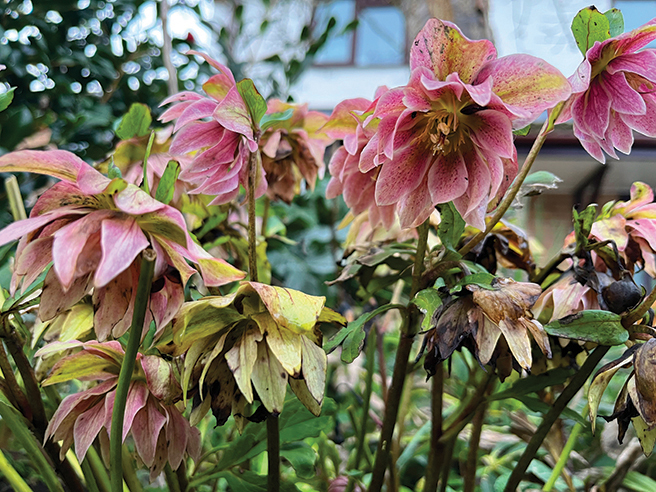 Creating Floral Drama In Public Spaces