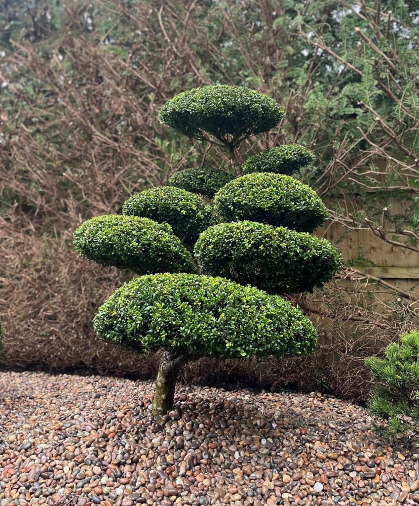 Architectural Plants - Looking To The Future