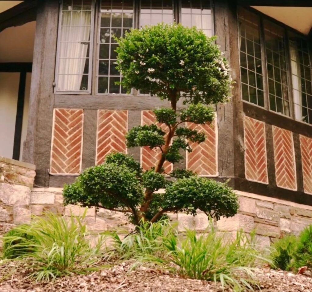 Architectural Plants - Looking To The Future