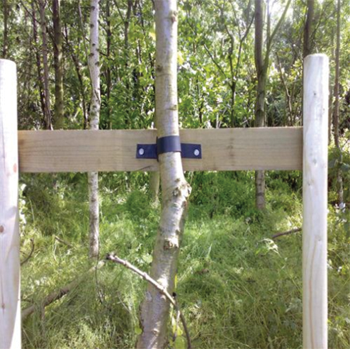 How To Stake A Tree Correctly