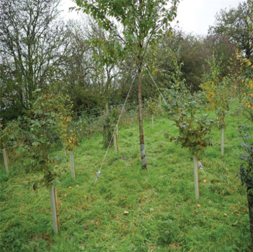 How To Stake A Tree Correctly
