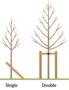 How To Stake A Tree Correctly