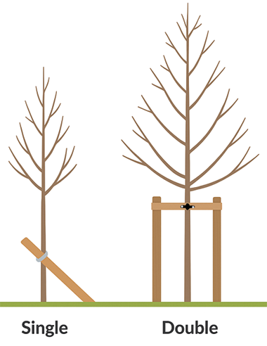 How To Stake A Tree Correctly
