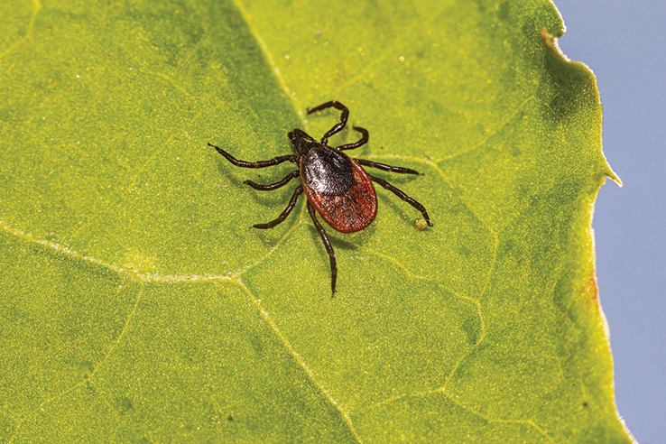 Stay Vigilant - It's Tick Season