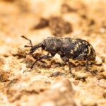 Lanzarta Receives Full UK Approval For Forest Nursery And In-Forest Use
