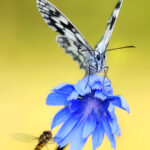 Is The UK Set For A Bumper Summer Of Butterflies?