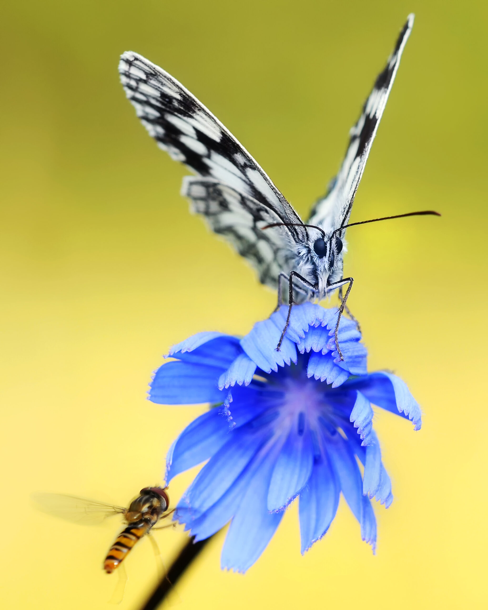 Is The UK Set For A Bumper Summer Of Butterflies?