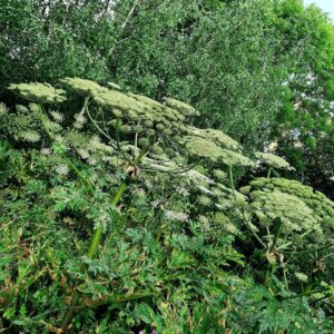 Giant Hogweed Can Pose Health And Safety Risk, Says PCA