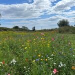 Wildflowers From DLF Help Wildlife To Flourish At Alnmouth Golf Club