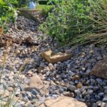 Future-Proofing Your Garden For A Changing UK Climate
