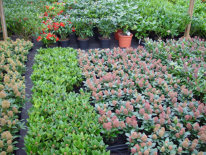 Inside The Flemish Pavilion: Five Nurseries To Discover At Four Oaks