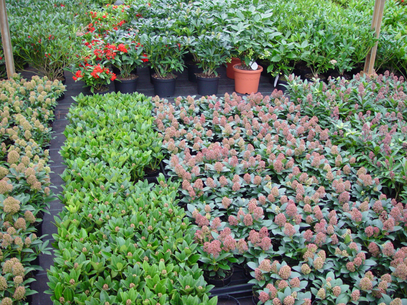 Inside The Flemish Pavilion: Five Nurseries To Discover At Four Oaks