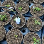 HTA’s ADOPT-Funded Project Events In October
