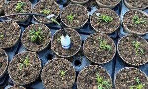 HTA’s ADOPT-Funded Project Events In October