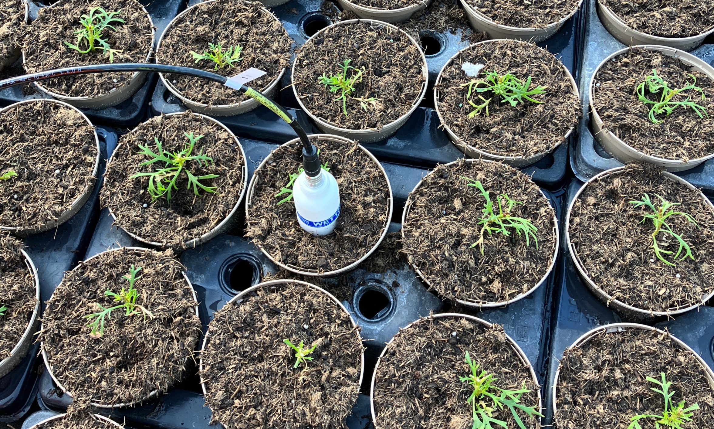 HTA’s ADOPT-Funded Project Events In October