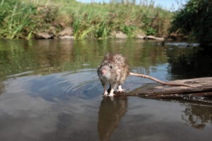 Build Rodent Protection Into Your Projects