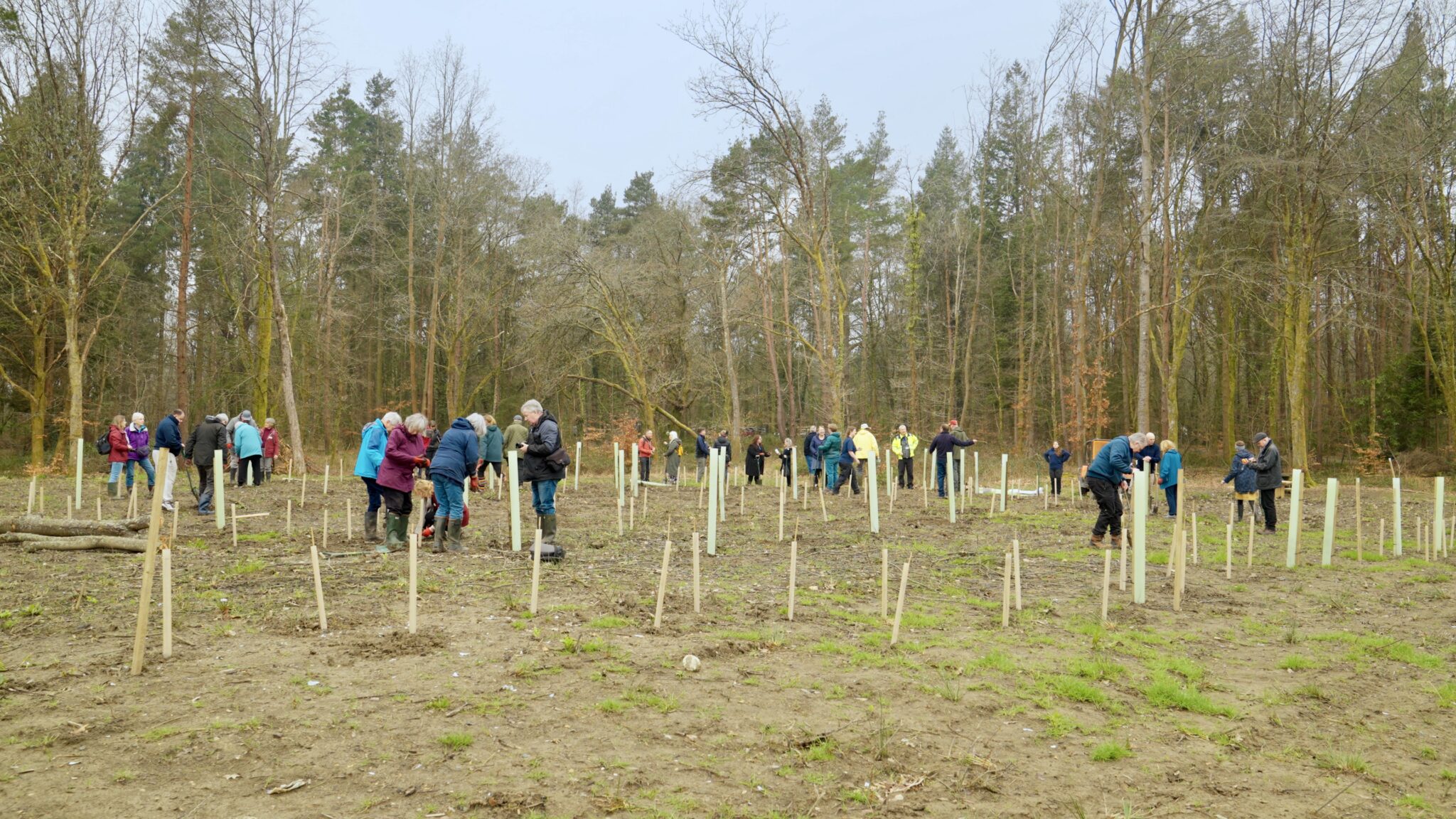 The Tree The Tree Council Reopens National Highways Community Trees Programme